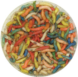 Extra Bright Colored Maggots (spikes)